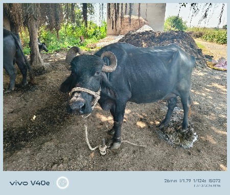 વેચવવાની