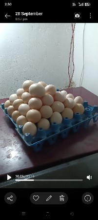 દેસી.ઈડા