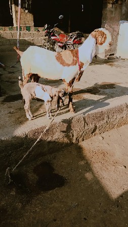 તોતાપુરી બકરી વેચવાની છે એક બચી