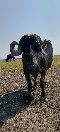 નવ મહિના ની ગાભણ
