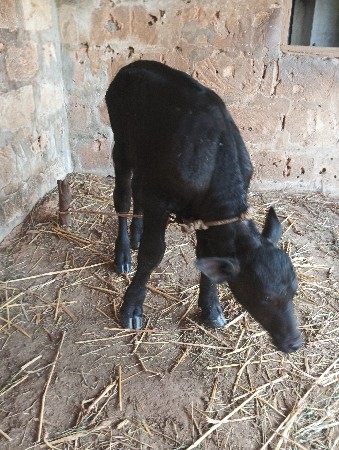 પાડી વેચવાની છે