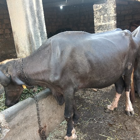 જાફરી પાડી દેવા ની સે