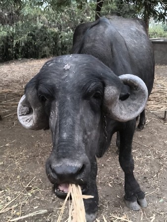 ટોપલી ભેંસ વેચવાની