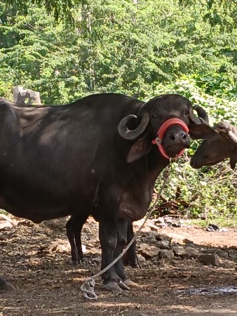 ખડલી વેચવાની છે