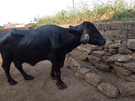 આ ભેસ વેચવાની છે ‼️
