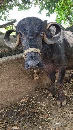 ભેંસ વેચવાની છે