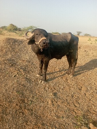 પાડો વેચવાનો છે