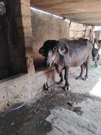 સારદાતેછે