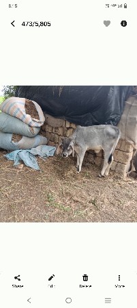 ઍક વર્ષની કાંકરેજ