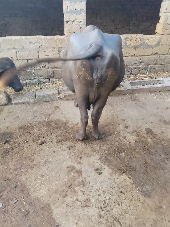 ભેંસ વેચવાની છે