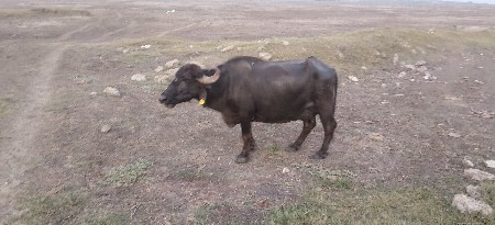 ભેંસ વેચવાની છે