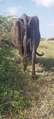 દશ‌ દિવશ ની કાચી છે