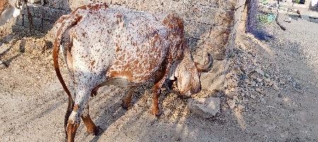 ગાય વેચવાની છે.