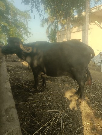 ભેંસ વેસવાની છે