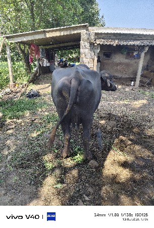 ભેંસ વેચવાની છે