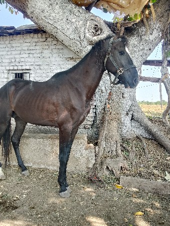 ઘોડ઼ો વેચવા નો છે
