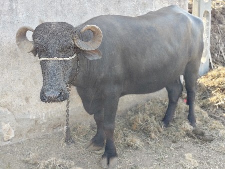 ભેંસ વેચવાની છે..