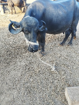 ભેંસ વેચવાની છે