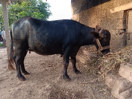 ભેંસ વેચવાની છે