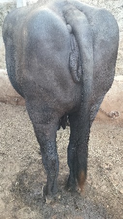 ભેંસ વેચવાની માટે સે