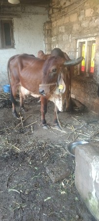 ગીર ગાય