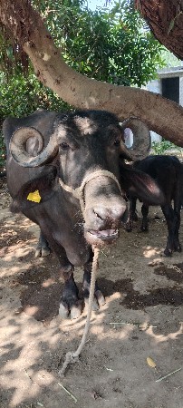 ભેંસ વેચવાની છે