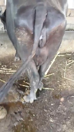 ભેંસ