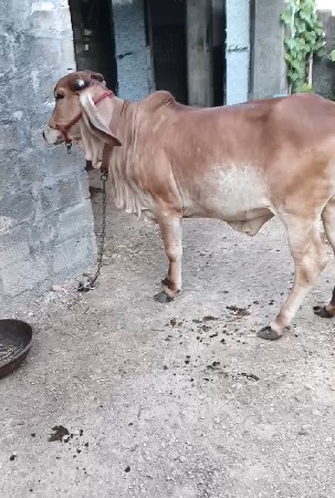 હોડકી વેચવાની છે