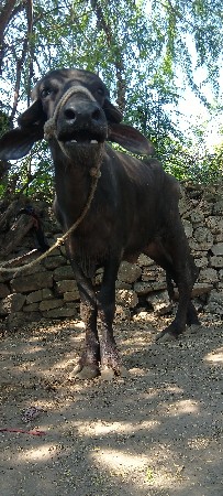 વેચવાનુ