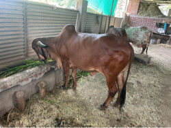 હોળકી વેચવાની છે
