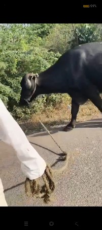 બે ખડેલા વેચવાના