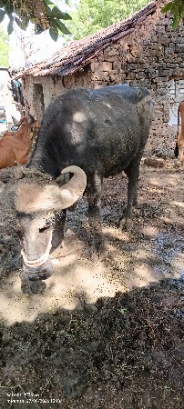 જાફરાબાદી ખડૅલુ વૅચવાનુ છૅ
