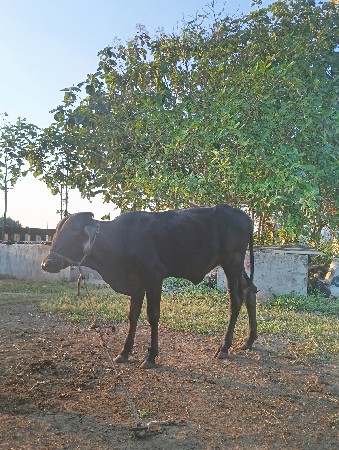 વાછરડી વેચવાની છે
