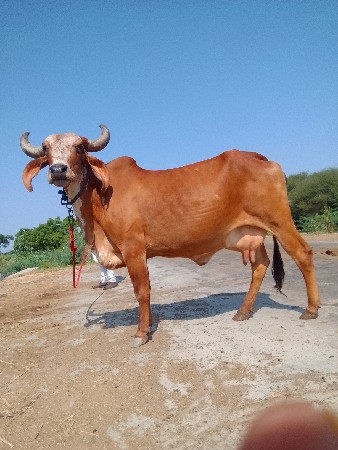 ગાય વેચવાની છે