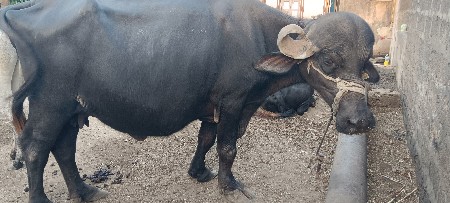 ભેંસ વેચવાની છે