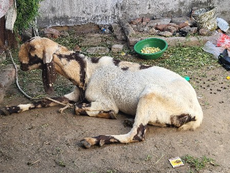 totapari bakri ne bakro