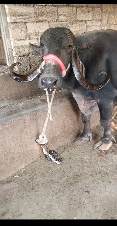 ભેંસ વેચવાની છે