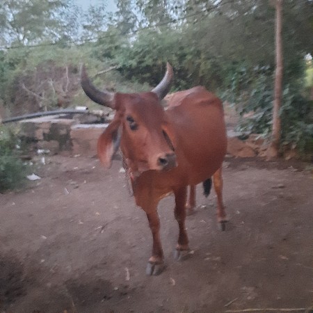 જસી