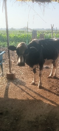 2  ગાય વેચવાની છે