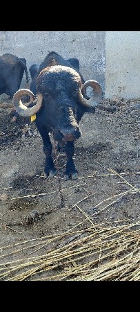 ભેંસ વેચવાની છે