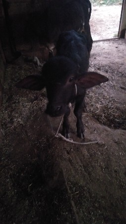 ભેંસ વેચવાની છે