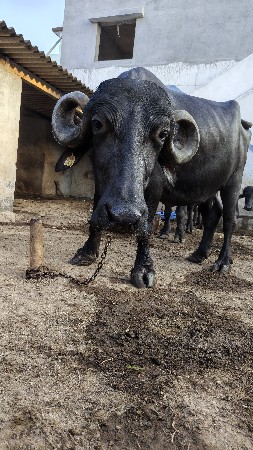 વેચવાની છે