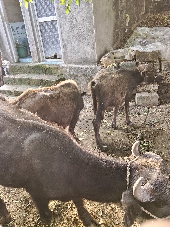 ચાર પાડા વેચવાના છે