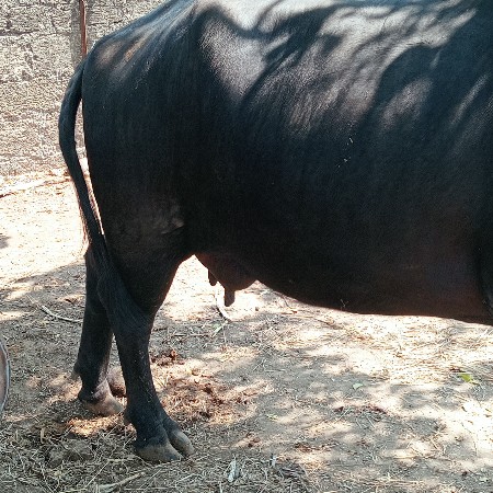 ભેંસ વેચવાની છે પેલું વેતર છે