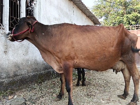 hf ગાય બેસવાની સે