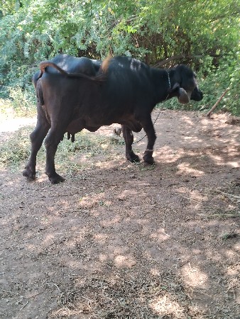 ભેસ વેચવાનિ છે