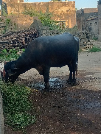 khdeli vechvani