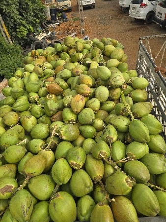 નારિયેળ (Coconut)