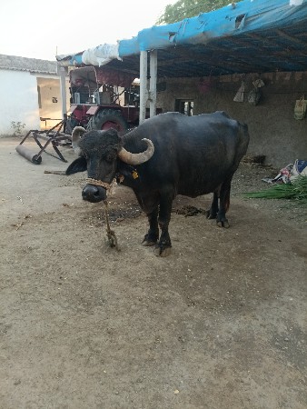 ભેંશ વેચવાની છે 3 જૂ વેતર