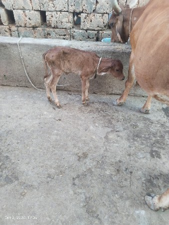 ગાય વેચવાની છે